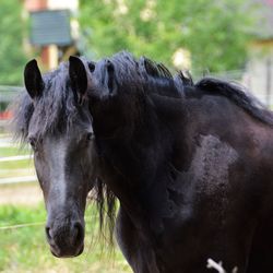 Close-up of black horse