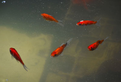 Fish swimming in a lake