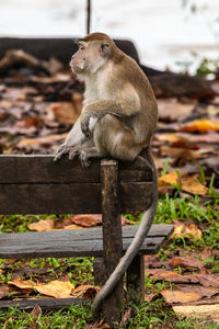 Monkey sitting on wood