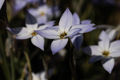 Close-up of white flowering plant