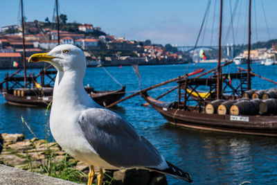 Seagull perching by harbor against sky