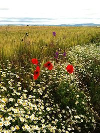 Close-up of poppy flowers growing in field