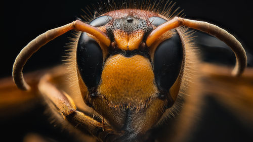 Close-up portrait of an insect over black background