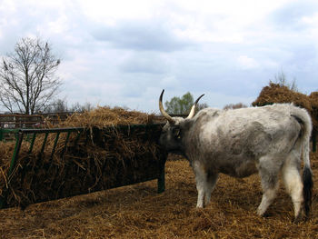 Bull eating from hay feeder in farm