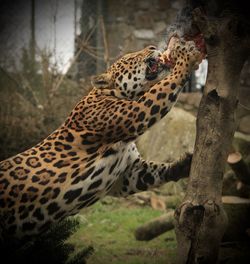 Jaguar eating prey from tree trunk