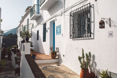 Potted plants on footpath by building