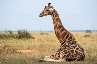 Baringo giraffe, giraffa camelopardalis, murchison falls national park, uganda