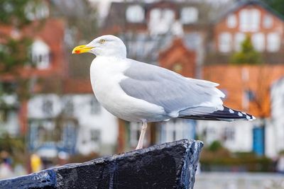 Close-up of seagull perching on a wall