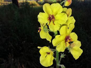 Close-up of yellow flowers