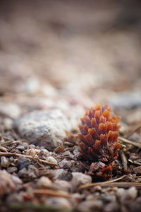 Close-up of dried plant growing on field
