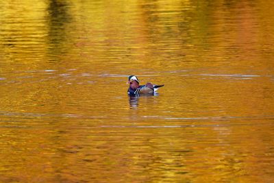 View of ducks swimming in lake