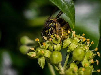 Close-up of insect on plant