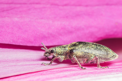 Close-up of weevil on pink leaf