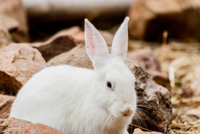 Close-up of white sheep