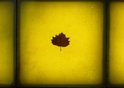 Close-up of yellow maple leaf against orange wall
