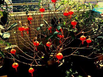 Full frame shot of fruits hanging on tree