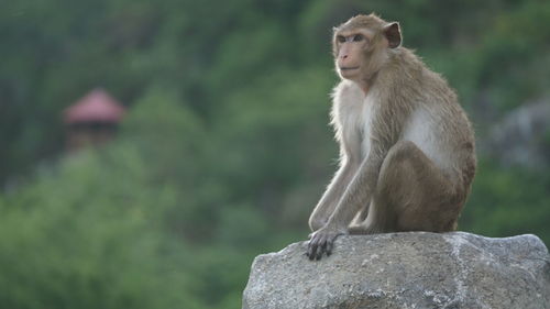 Lion looking away while sitting on rock