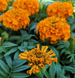 Close-up of orange marigold flowers