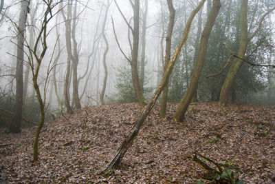 Trees in forest