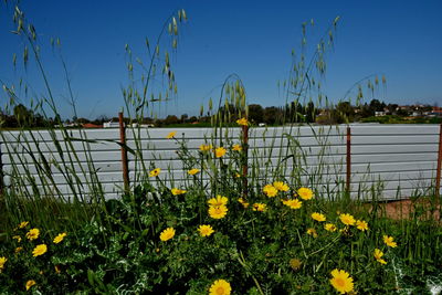 Yellow flowering plants by fence against sky