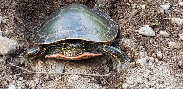 Close-up of lizard on rock