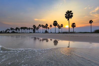 Palm trees by swimming pool against sky during sunset