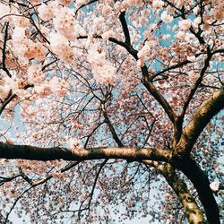 Low angle view of pink flowers blooming on tree