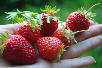 Close-up of organic strawberries