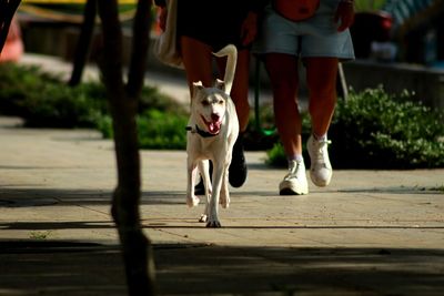 Low section of dog walking on footpath