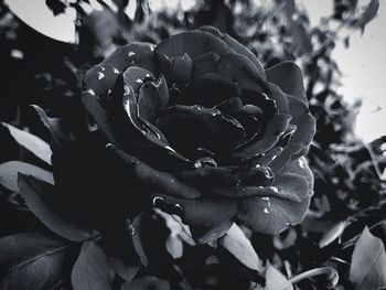 Close-up of red rose flower