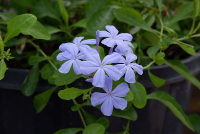 Close-up of purple flowering plant