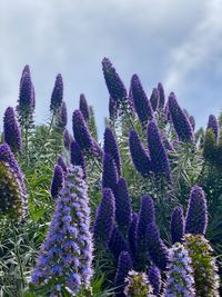 Close-up of purple flowering plants on field against sky