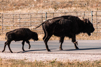 Buffalo walking across the street 