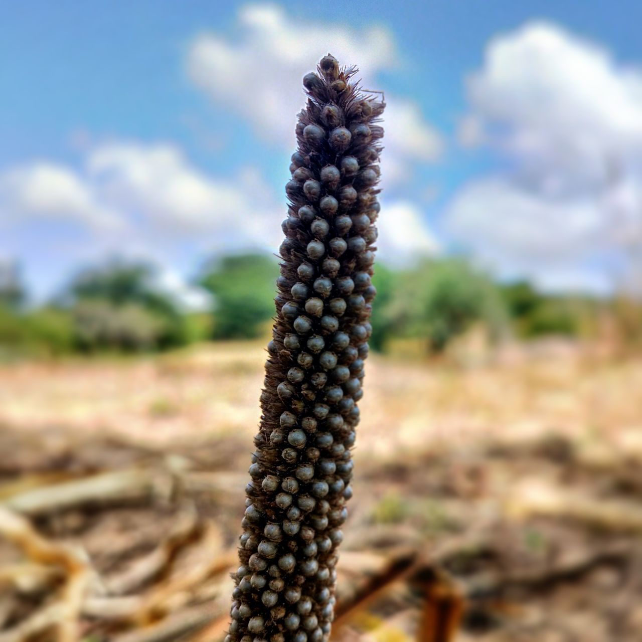 CLOSE-UP OF CORN ON FIELD