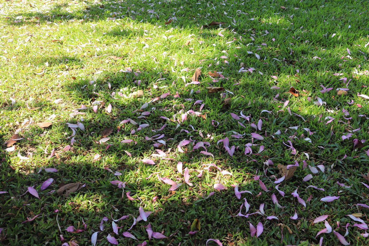 HIGH ANGLE VIEW OF FLOWERING PLANT ON FIELD