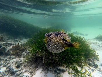 Close-up of fish swimming in sea