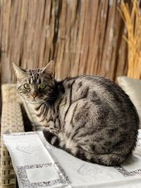 Portrait of cat sitting on paper
