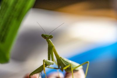 Close-up of grasshopper