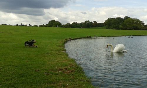 Scenic view of grassy field against cloudy sky