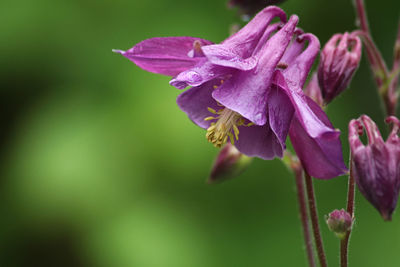 Close-up of purple flowering plant