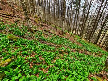 Scenic view of trees growing in forest