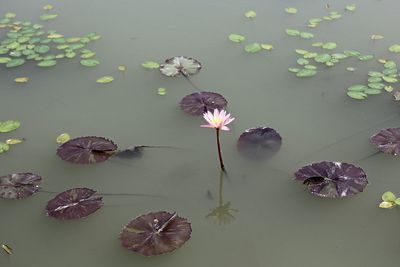 High angle view of lotus water lily in lake