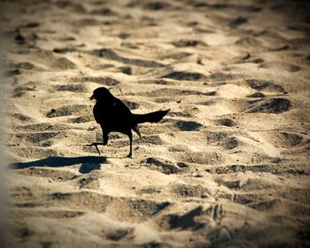 Close-up of bird on sand
