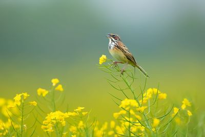 Bird perching on yellow flower