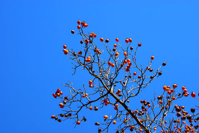 Low angle view of flower tree against clear blue sky