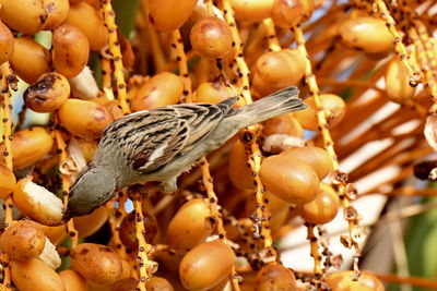 Wild sparrows eating date fruits on a palm tree