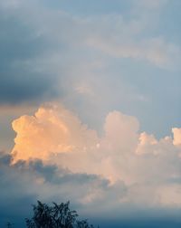 Low angle view of tree against sky during sunset