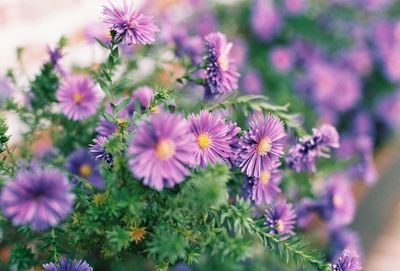 Close-up of purple flowering plants in park