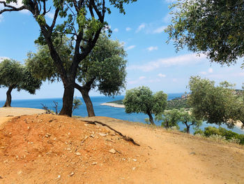 Trees on shore against sky