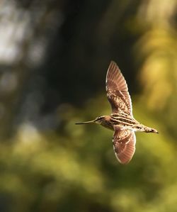Bird flying over blurred background